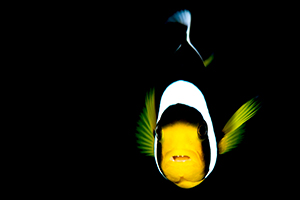 Amphiprion sebae